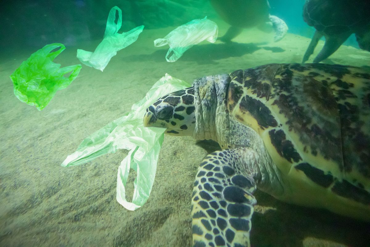 plastic harm marine life